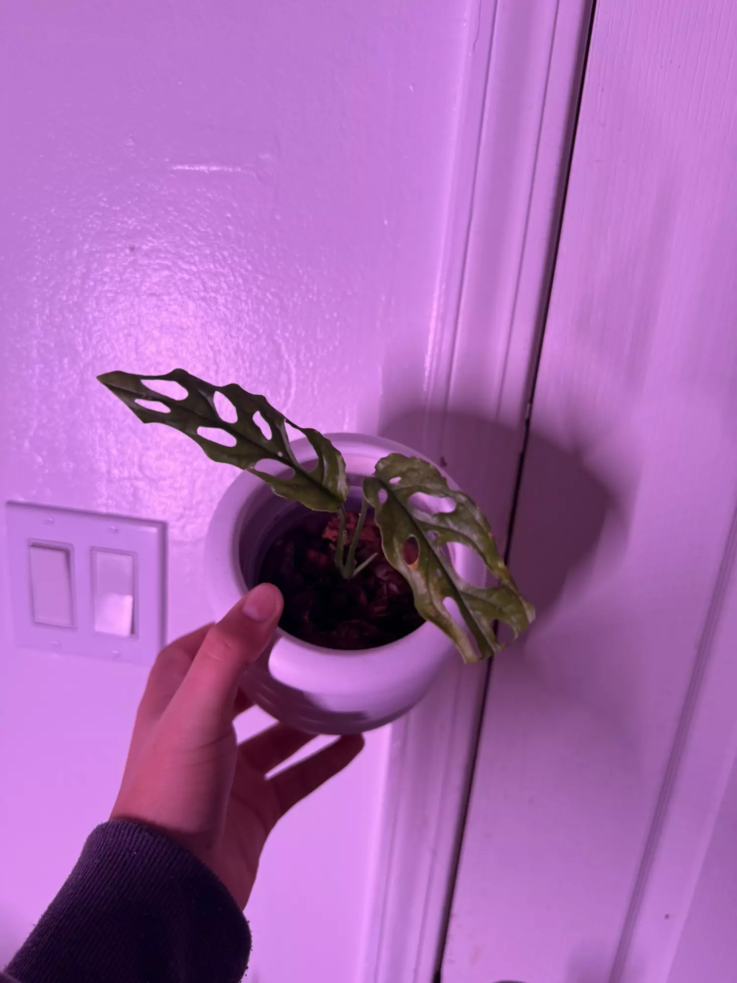 plant/Monstera obliqua Peru 💚🌱-1