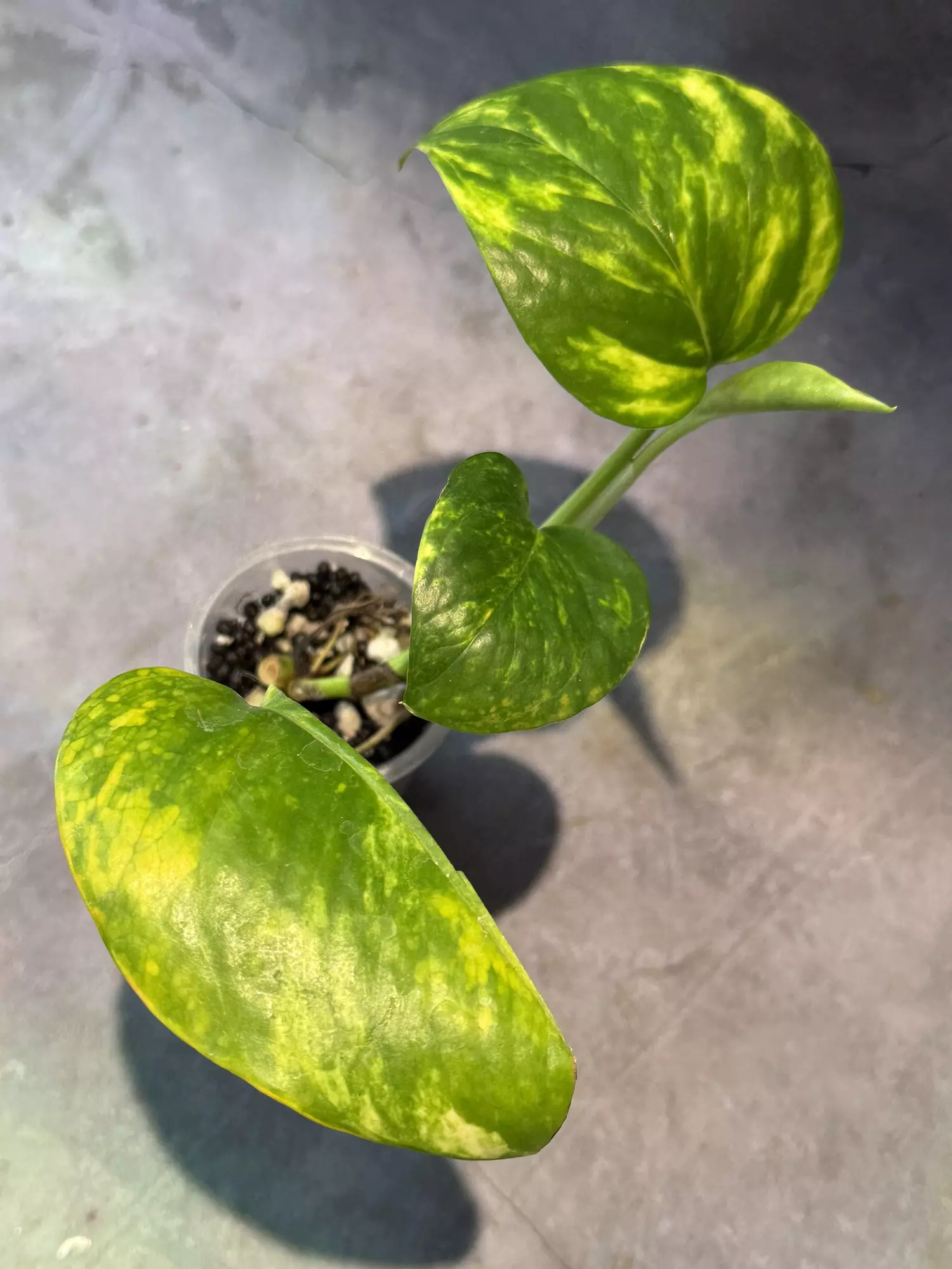 plant/Teruno Valencia pothos/epipremnum-0