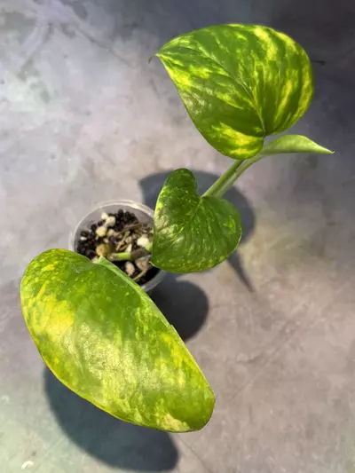 plant/Teruno Valencia pothos/epipremnum-0-thumbnail