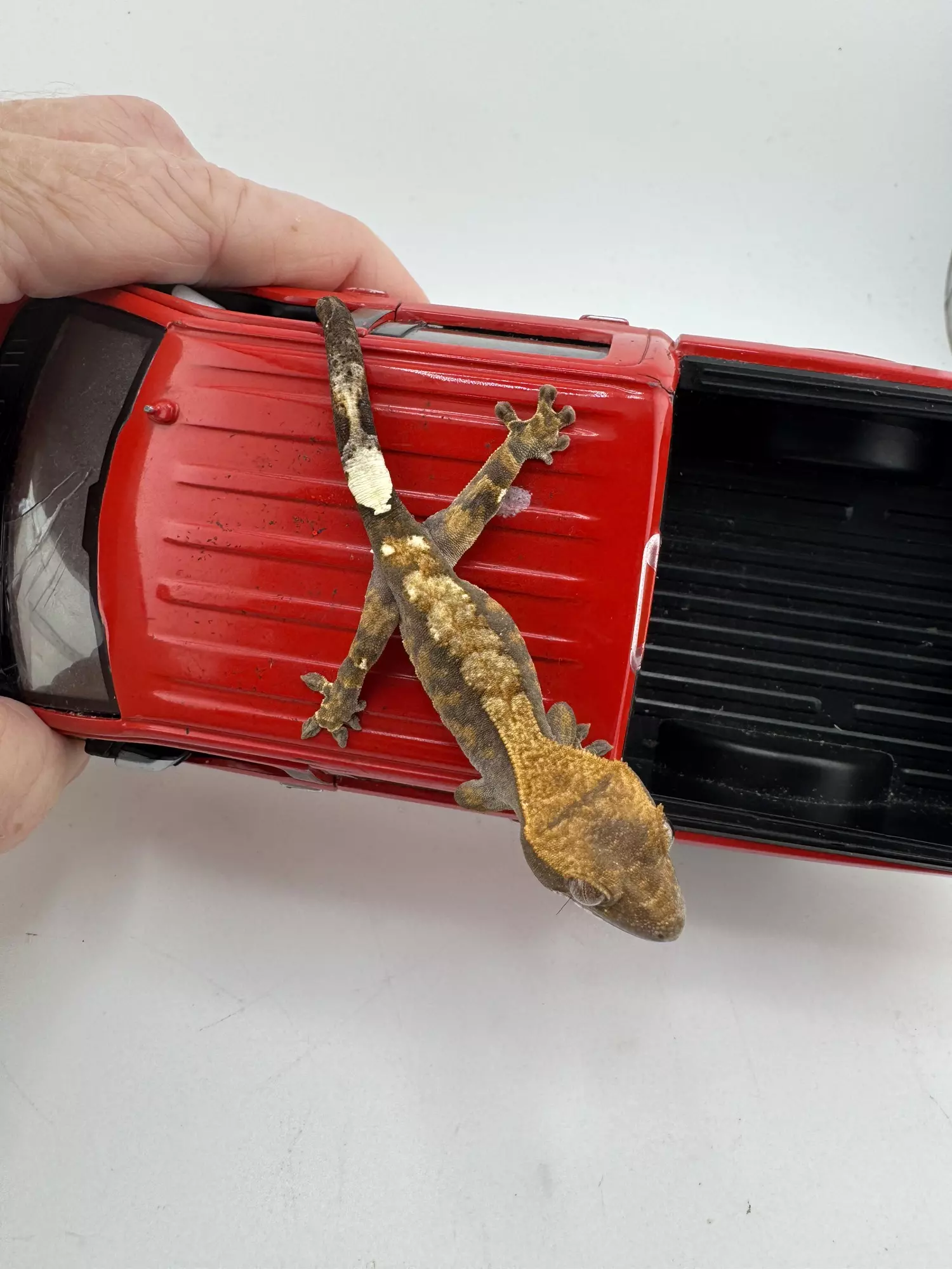 plant/Unsexed Cappuccino 5.3g 2CyNg25-0