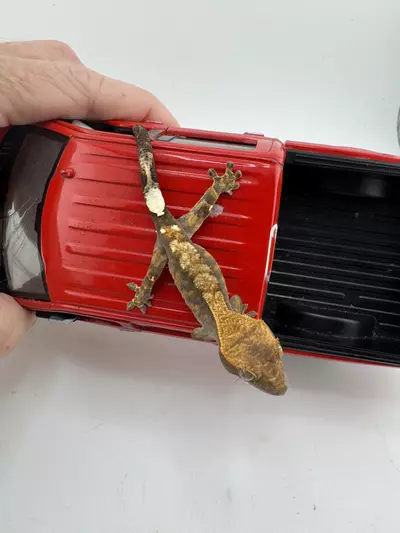 plant/Unsexed Cappuccino 5.3g 2CyNg25-0-thumbnail