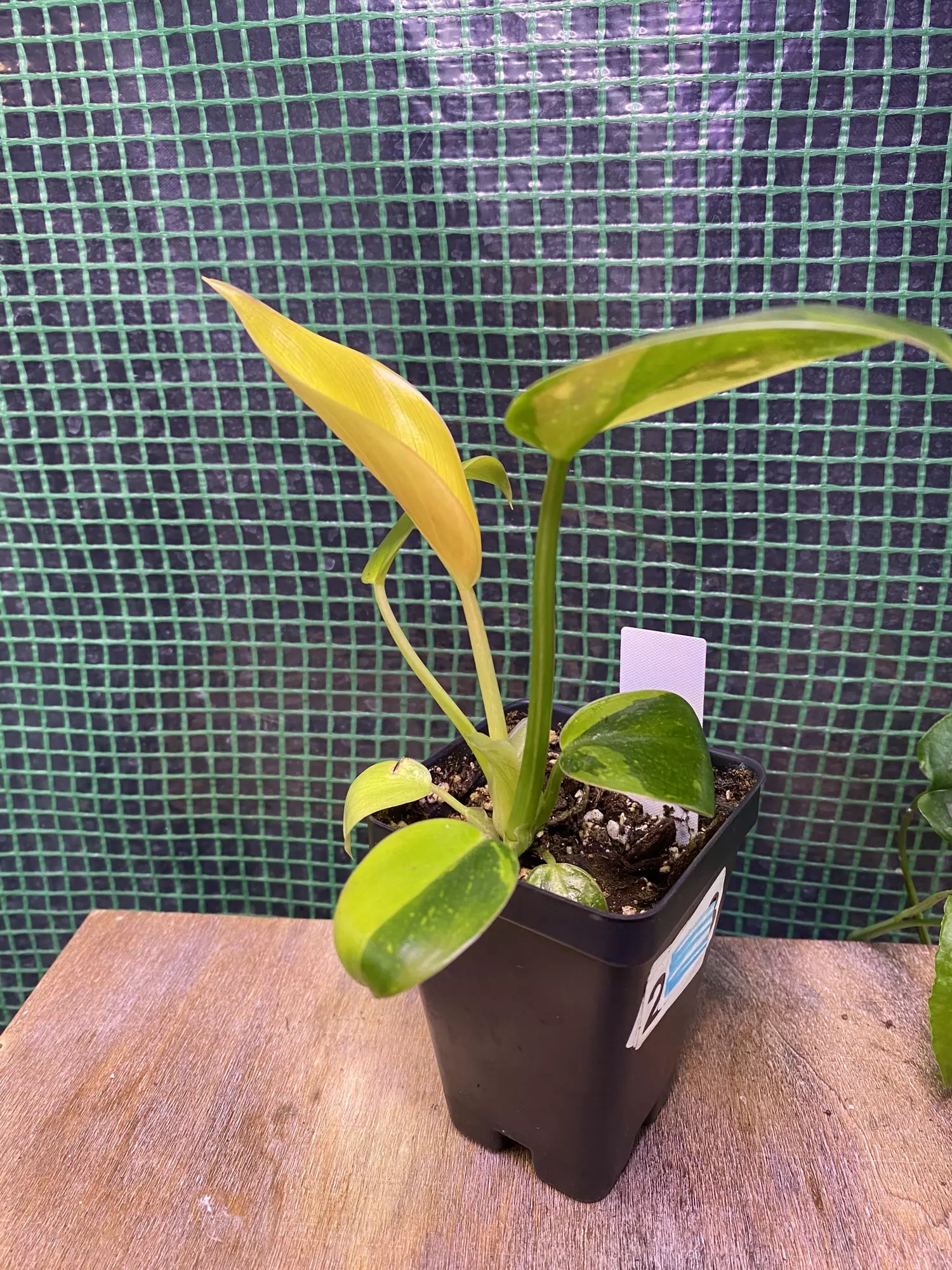 plant/Philo. ‘Green Congo Nuclear’ 3”-2