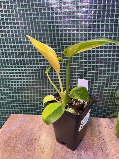 plant/Philo. ‘Green Congo Nuclear’ 3”-2-thumbnail