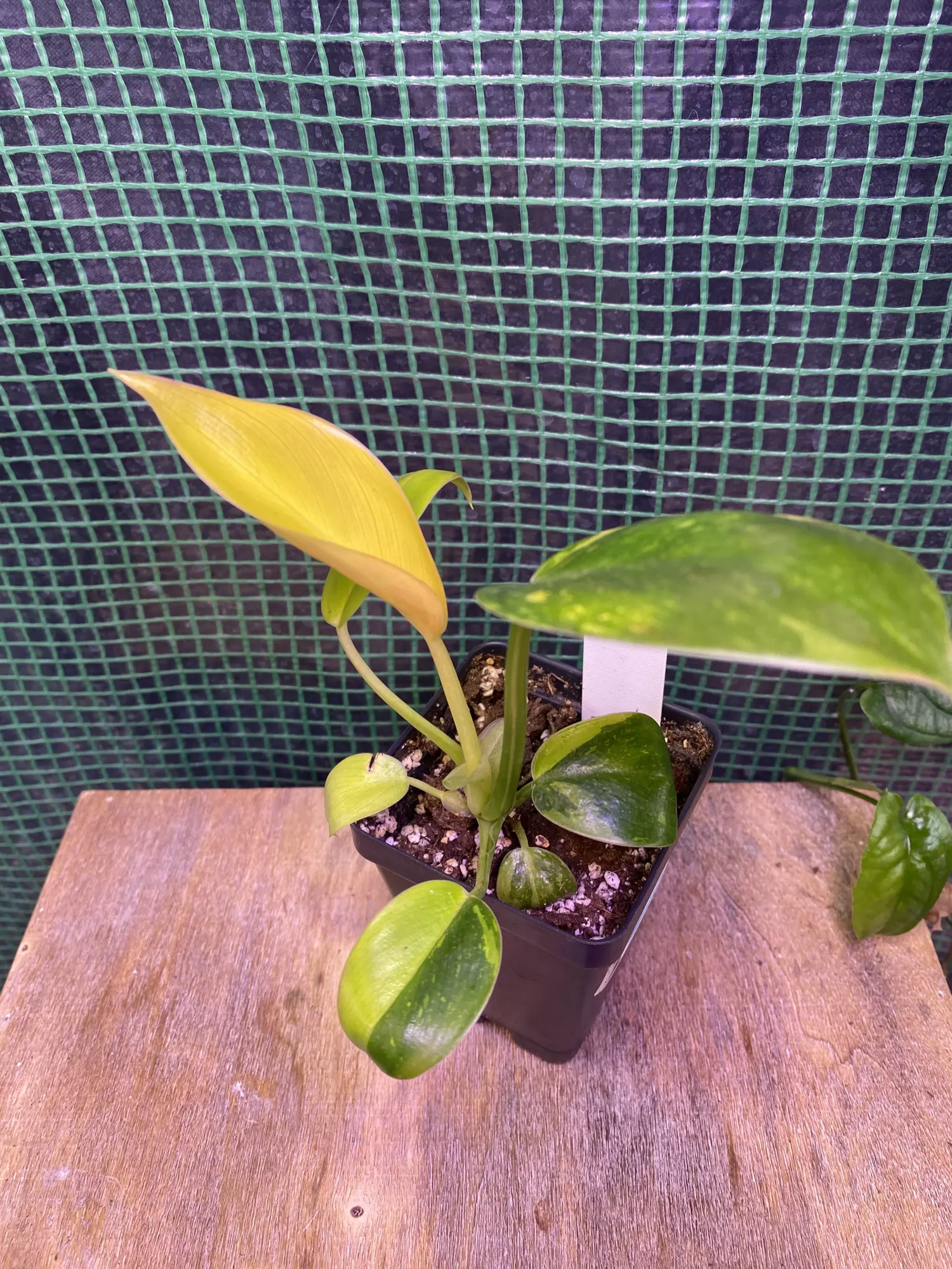 plant/Philo. ‘Green Congo Nuclear’ 3”-1