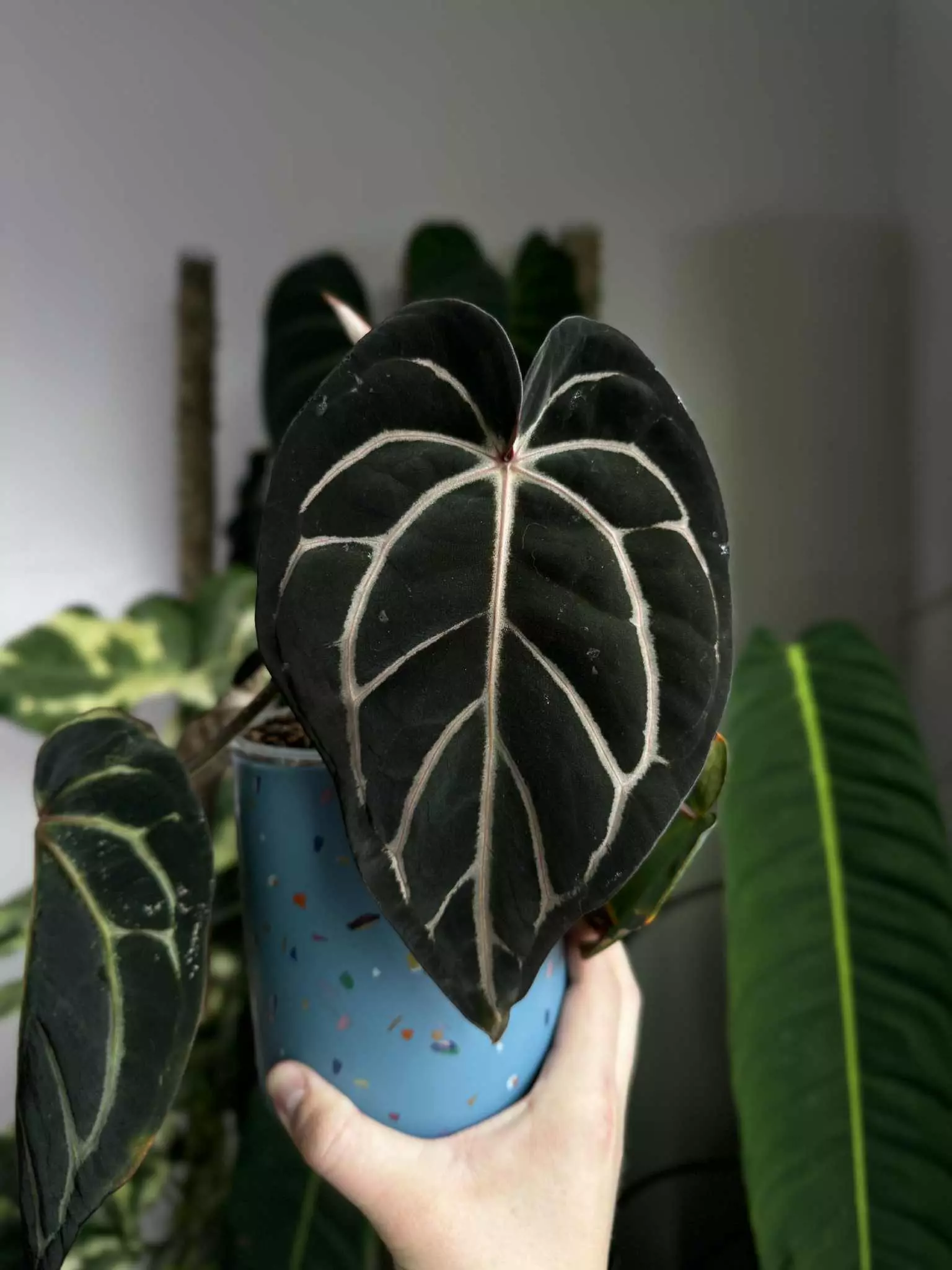 plant/Carla GPH self x Carla RA10 self-1