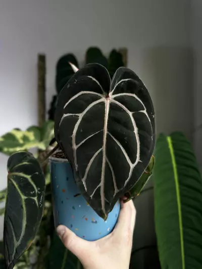 plant/Carla GPH self x Carla RA10 self-1-thumbnail