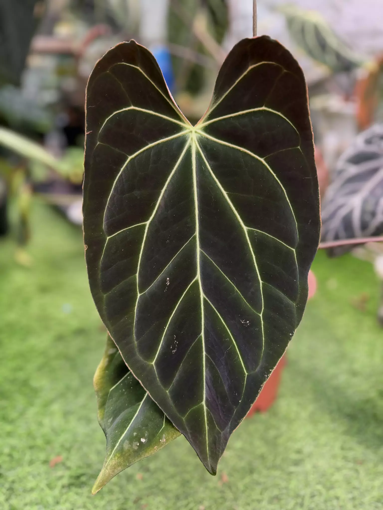 plant/Besseae aff. “Bingo” x “Bluey”-2