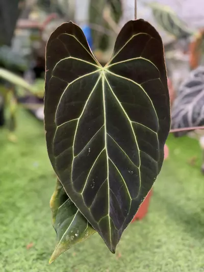 plant/Besseae aff. “Bingo” x “Bluey”-2-thumbnail