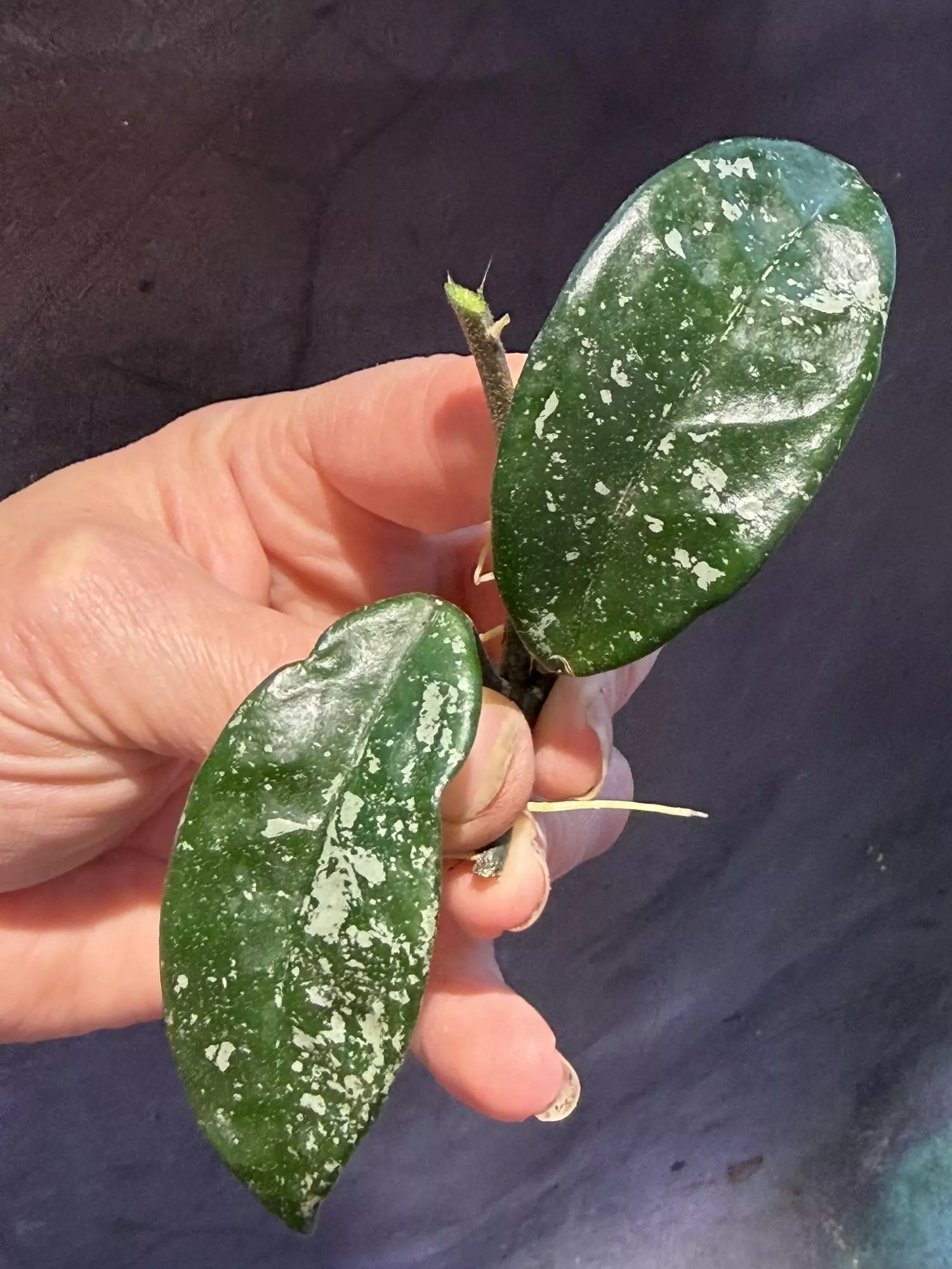 plant/Hoya sprinkles cut (koko ranch carnosa x krinkle 8)-1