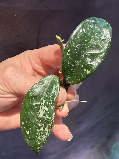 plant/Hoya sprinkles cut (koko ranch carnosa x krinkle 8)-1-thumbnail