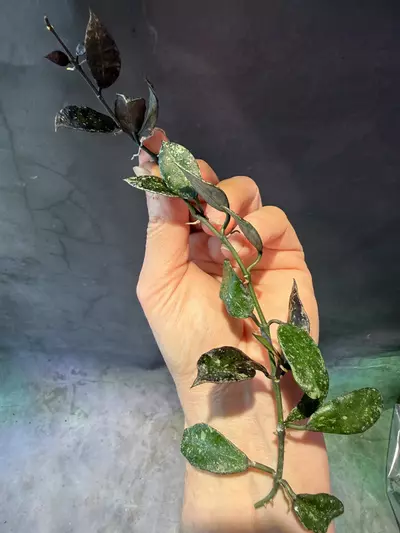 plant/Hoya lacunosa Thailand 2 node mid cut unrooted-1-thumbnail