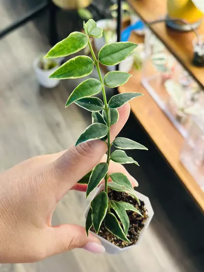plant/Hoya Bella Outter Var -0-thumbnail