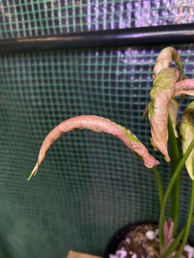 plant/Syngonium ‘Pink Rolli’-1-thumbnail