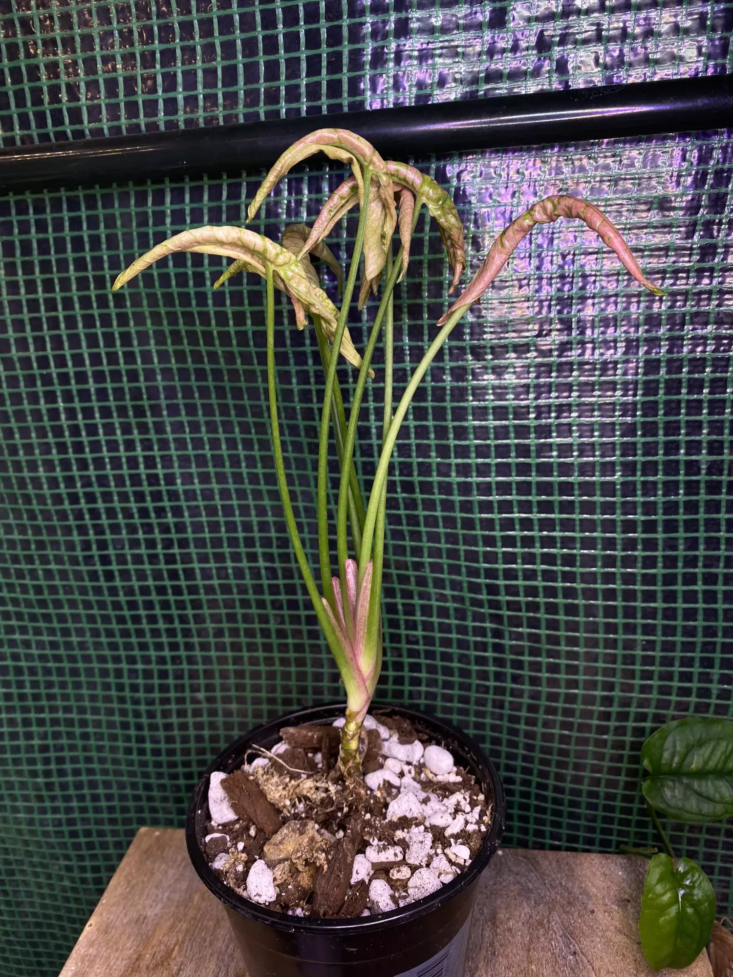 plant/Syngonium ‘Pink Rolli’-2