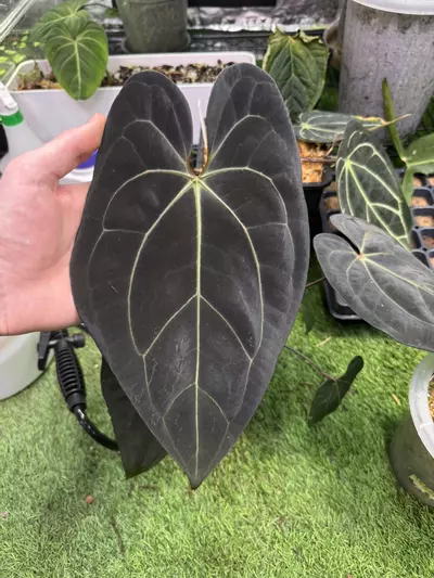 plant/(Carla x RVDP) x Merlot-1-thumbnail