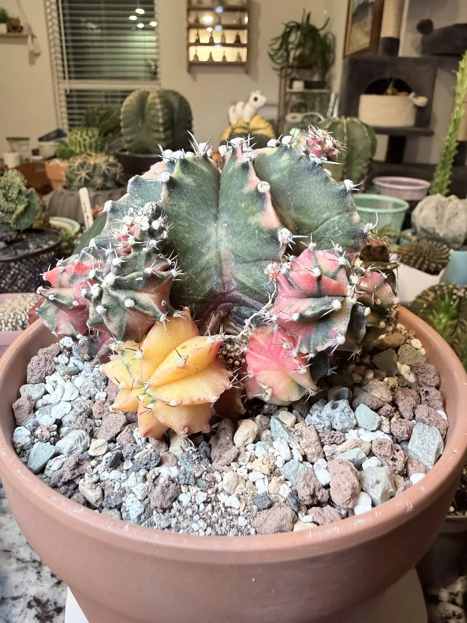 plant/Stunnnning Momma-1