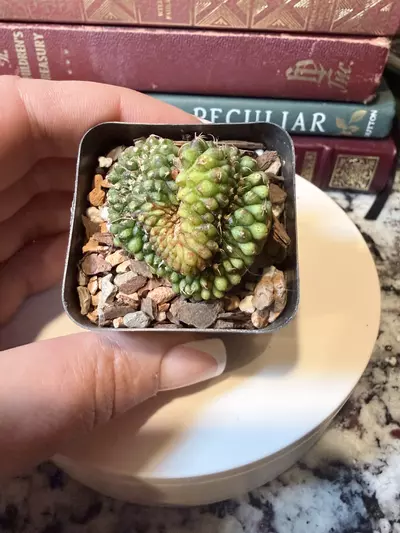 plant/0003 Gymnocalycium Cristata-0-thumbnail