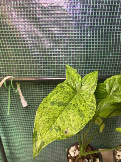 plant/Syngonium ‘Mojito’ 4”-2-thumbnail