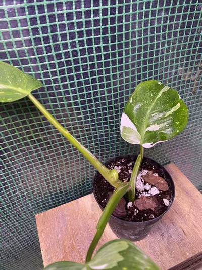 plant/Philo. White Princess 4”-2-thumbnail