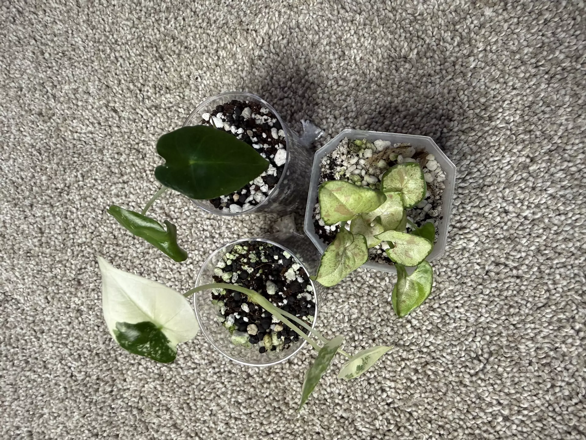 plant/MULTIPLE ‘Mystery’ PLANTS!-1