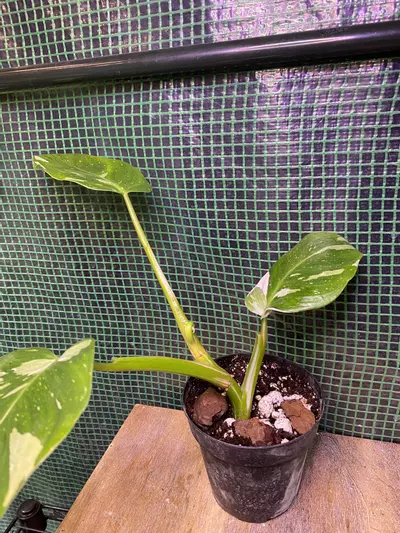 plant/Philo. White Princess 4”-3-thumbnail