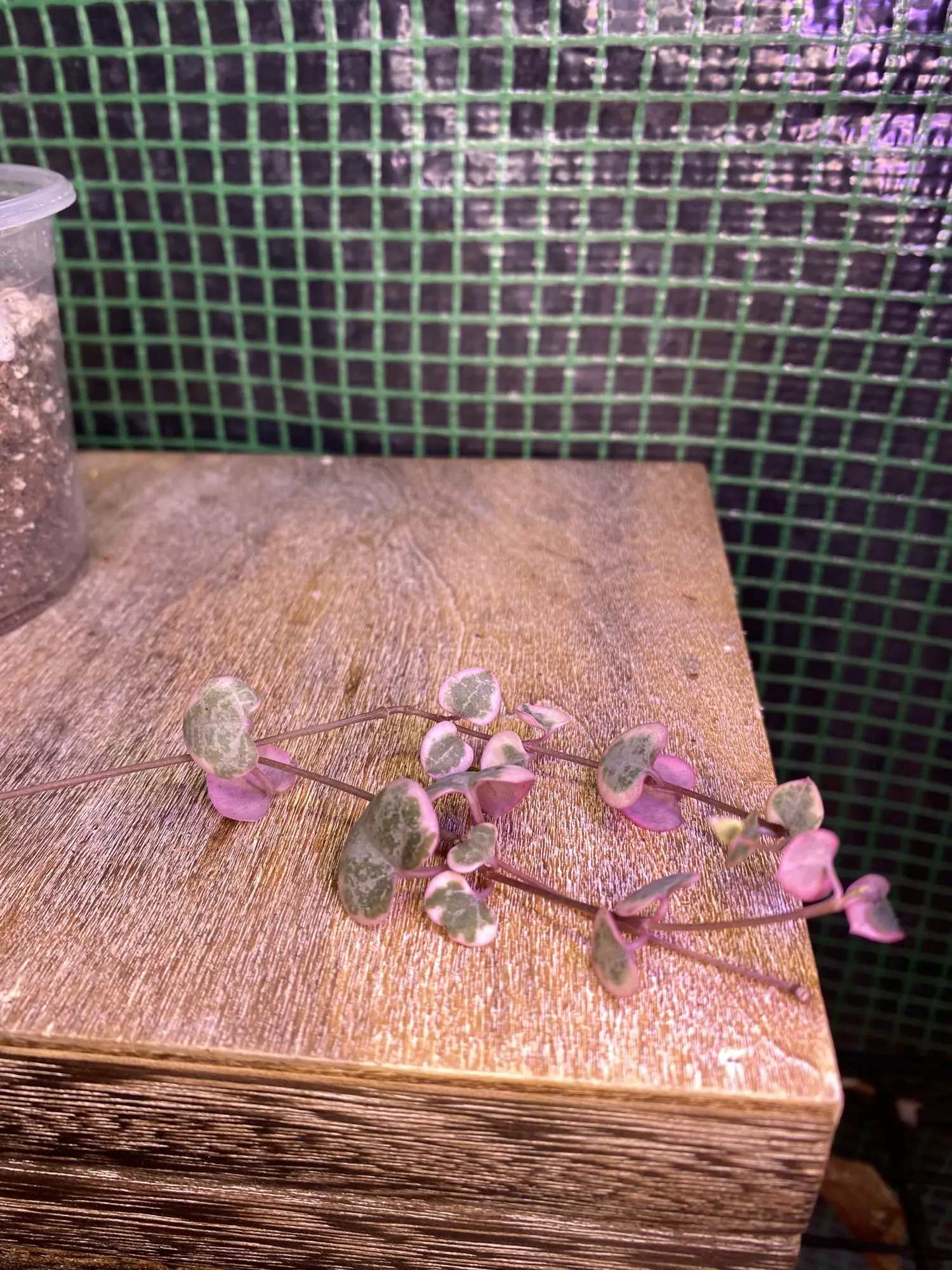 plant/Variegated String of Hearts 3” *ADD-ON ONLY-1