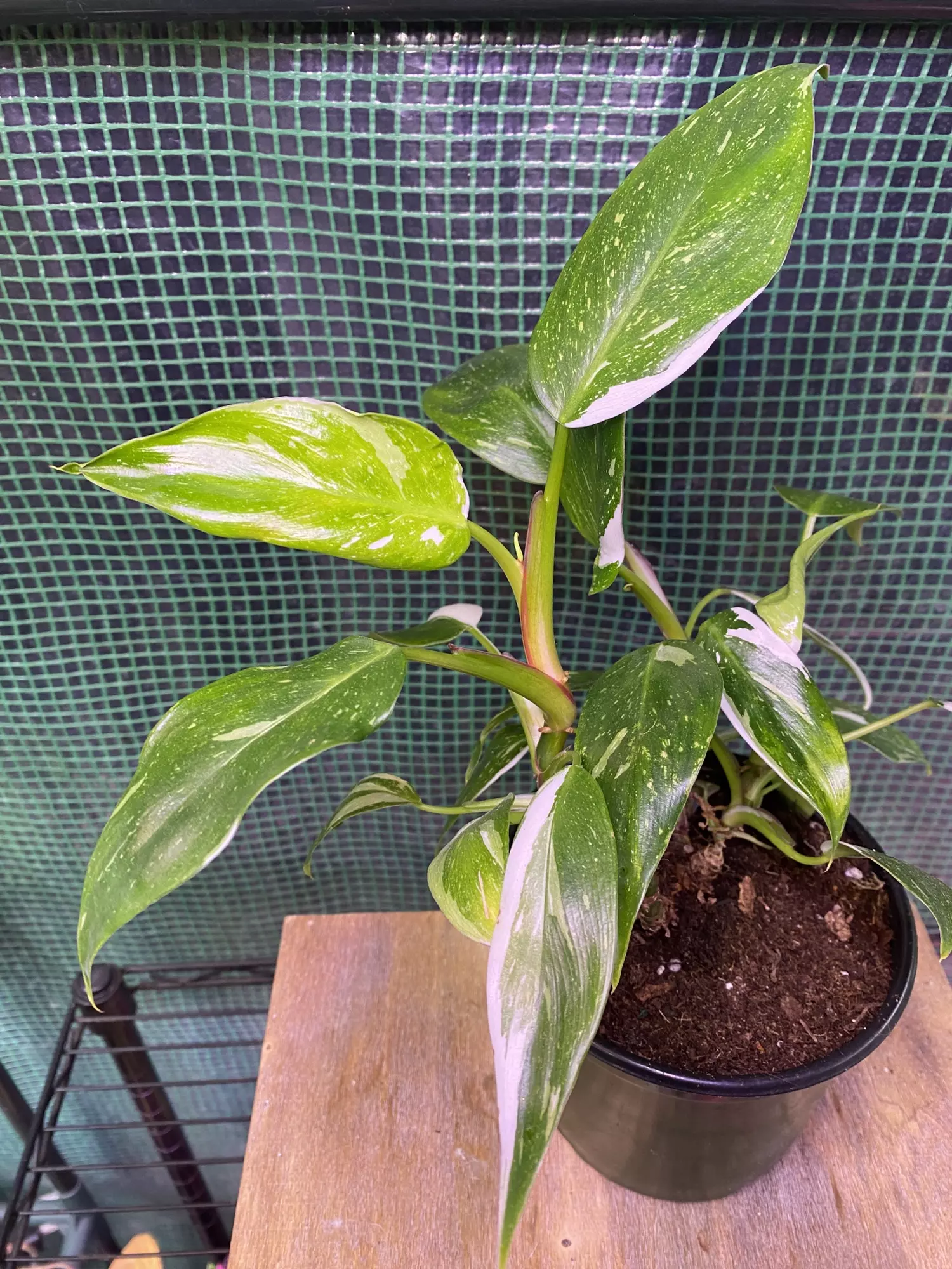 plant/Philo. White Princess Bushy Plant 6”-1