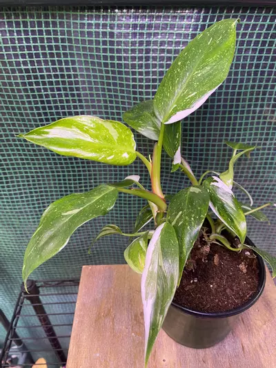 plant/Philo. White Princess Bushy Plant 6”-1-thumbnail