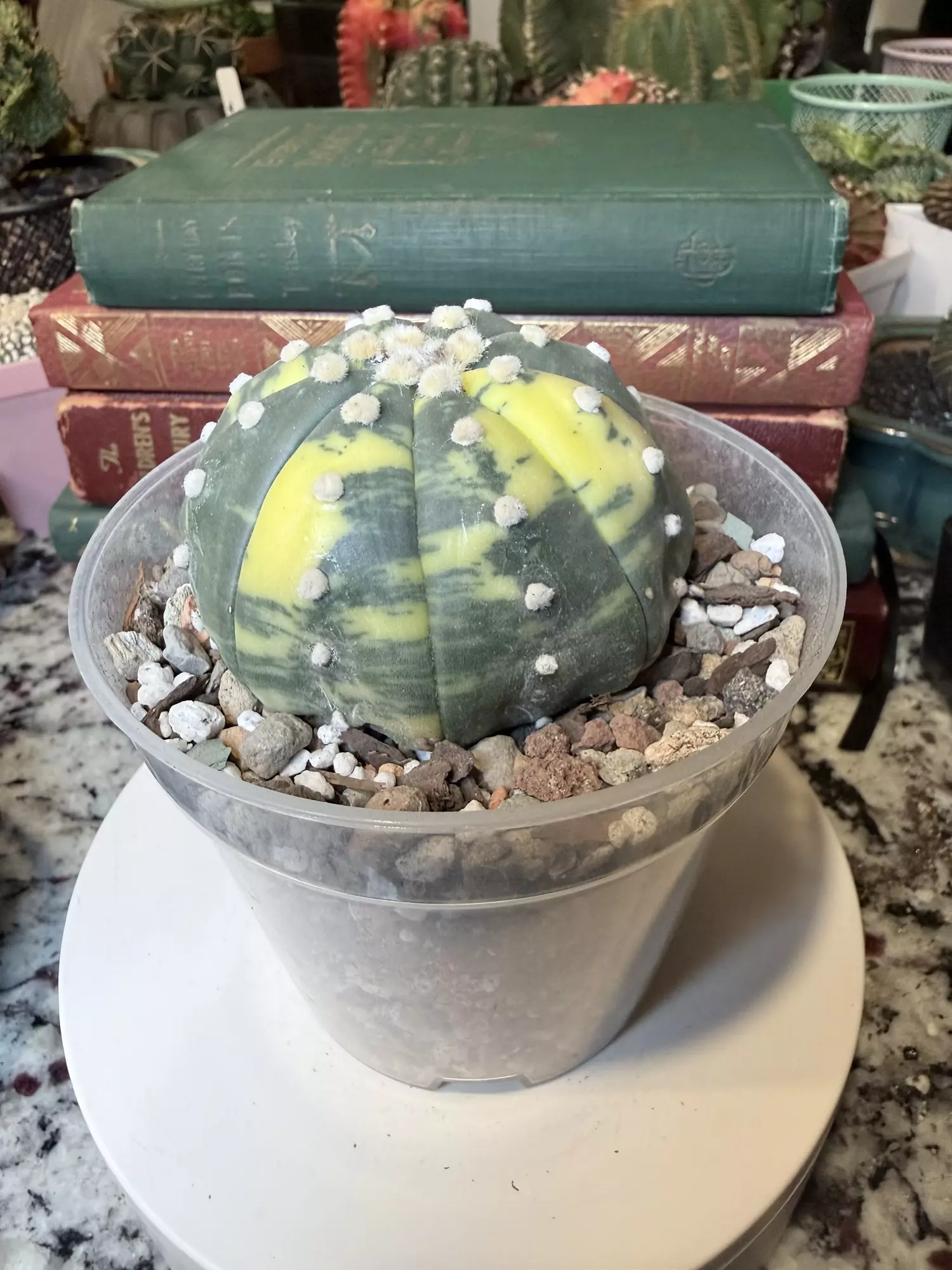 plant/0006 Large Variegated Astro-1