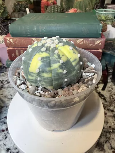 plant/0006 Large Variegated Astro-1-thumbnail