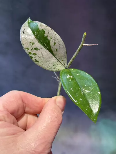 plant/Hoya Wilbur graves China cutting unrooted-0-thumbnail
