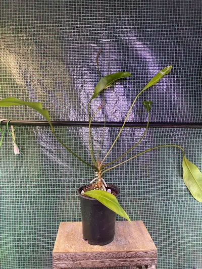 plant/Anthurium ‘Gracile’ 4.5” *flowering*-0-thumbnail