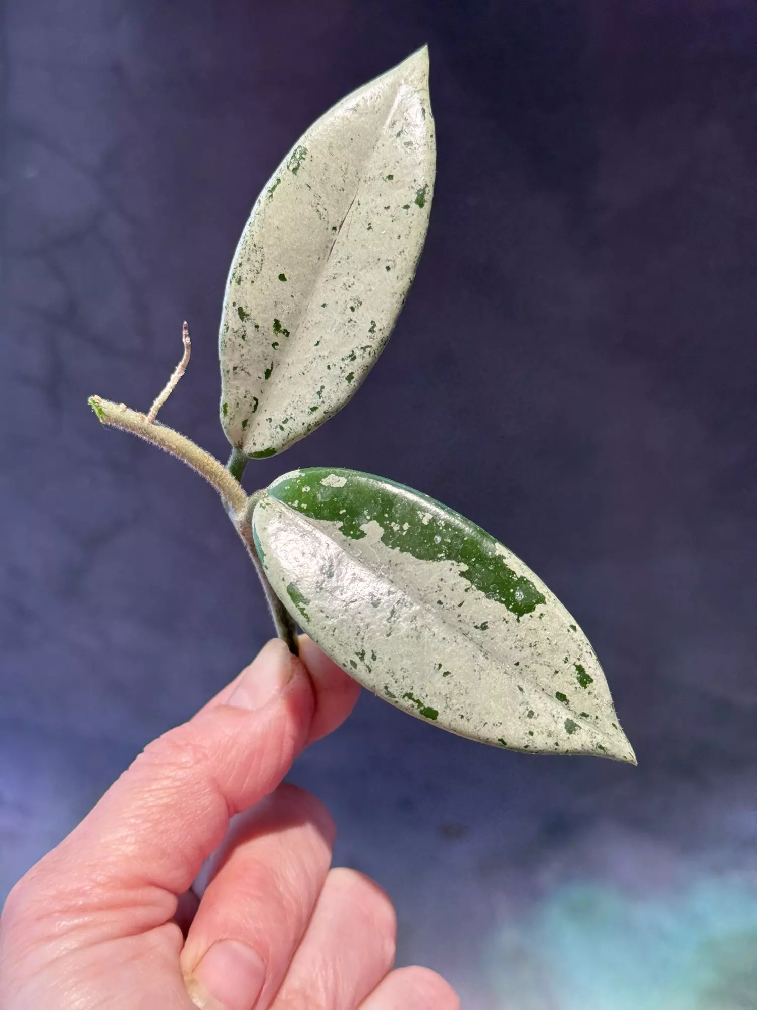 plant/Hoya Wilbur graves China cutting unrooted-0