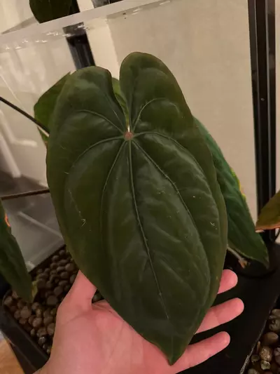 plant/(Carla GPH 001) x (Dressleri RG Clone #2 x Windy)-2-thumbnail