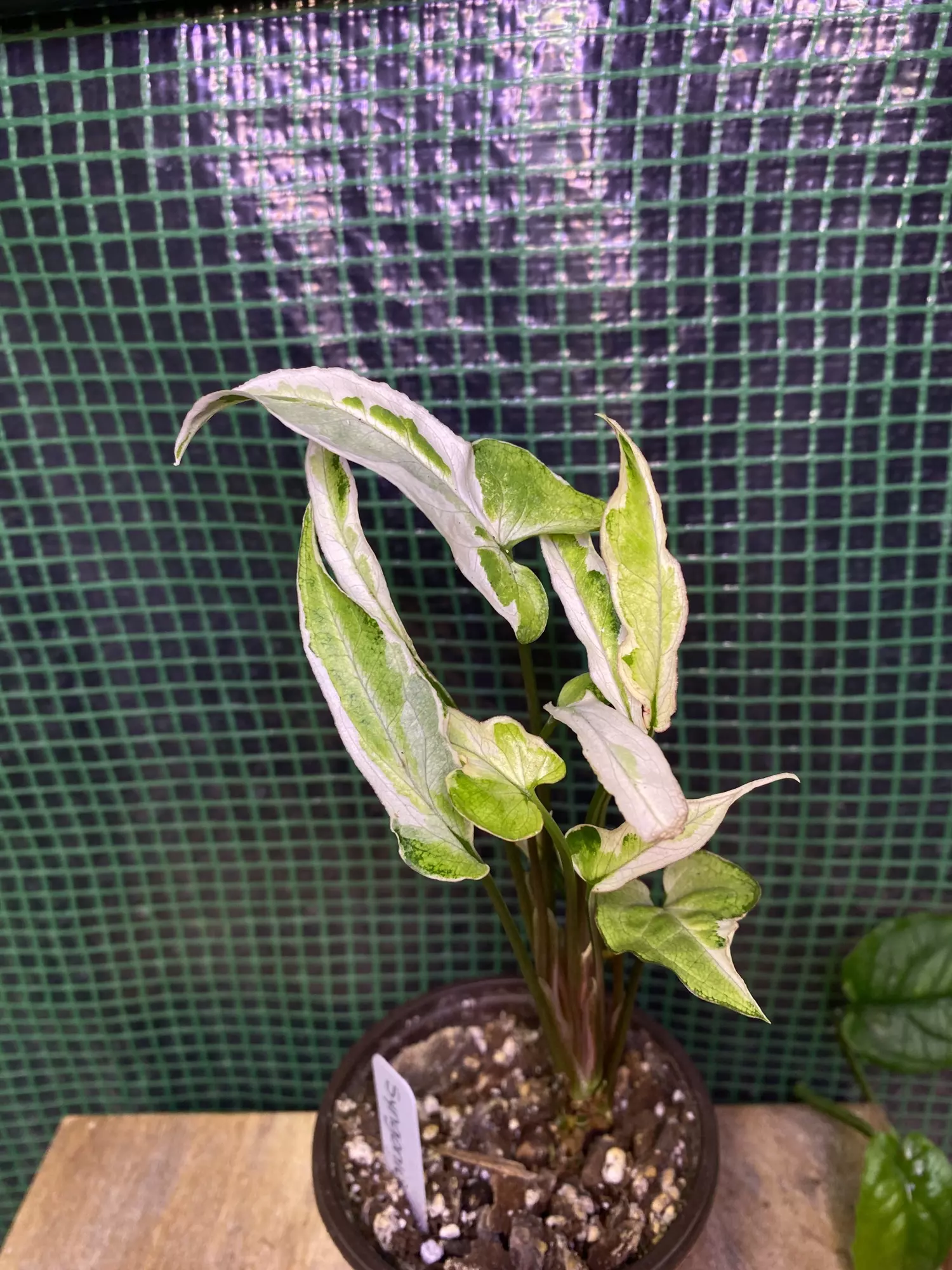 plant/Syngonium ‘Starlite’ 3”-0