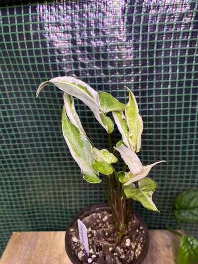 plant/Syngonium ‘Starlite’ 3”-0-thumbnail