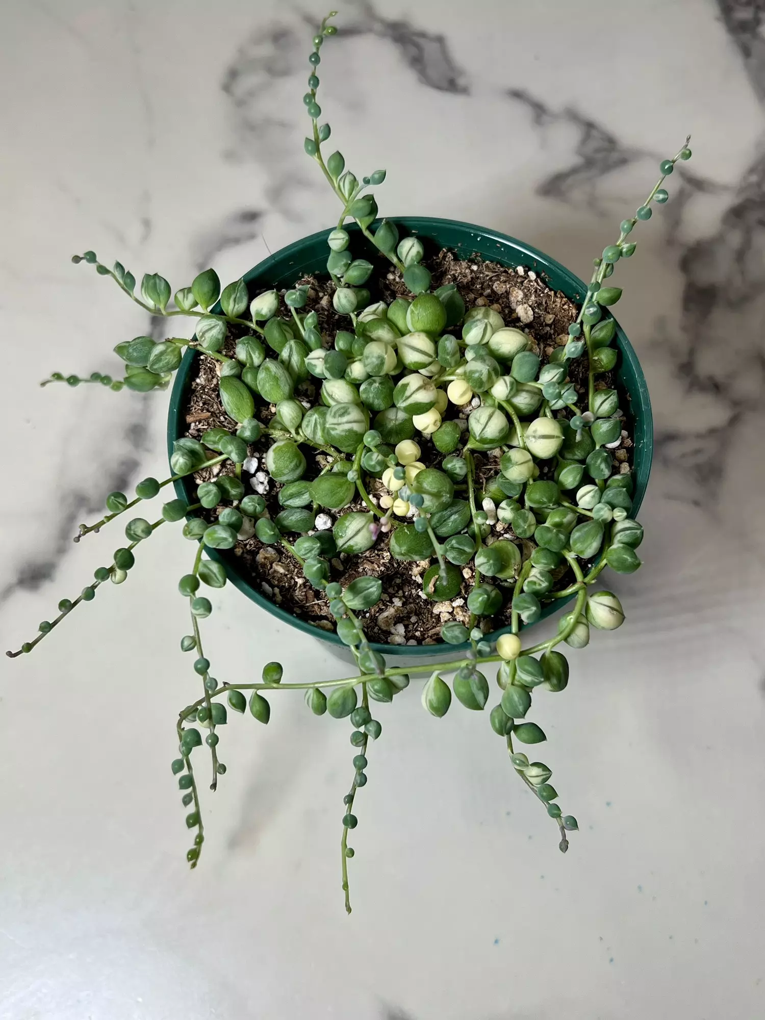 plant/Variegated string of pearls in 4" pot-0