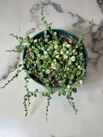 plant/Variegated string of pearls in 4" pot-0-thumbnail