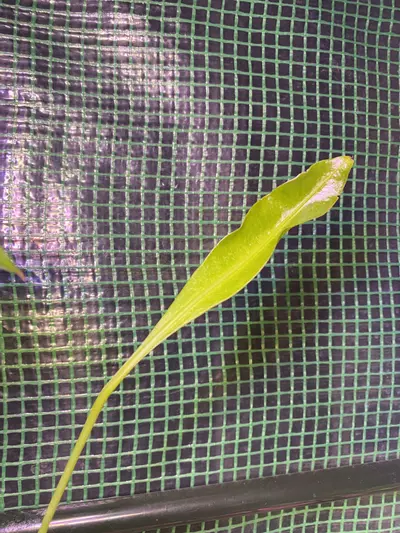 plant/Anthurium ‘Gracile’ 4.5” *flowering*-3-thumbnail