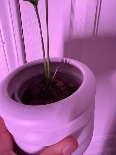 plant/Monstera obliqua Peru 💚🌱-2-thumbnail