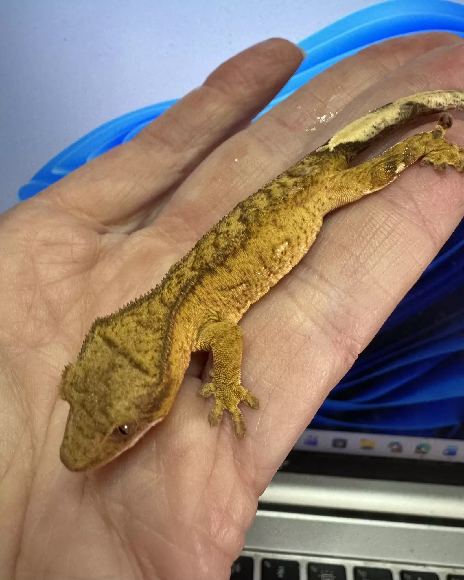 plant/Male 5g Yellow Phantom, Margin 2GbJu25-1