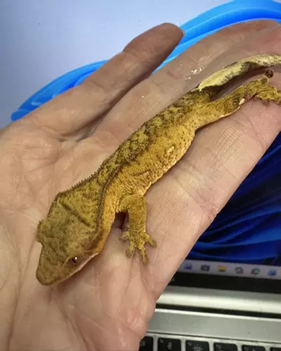 plant/Male 5g Yellow Phantom, Margin 2GbJu25-1-thumbnail