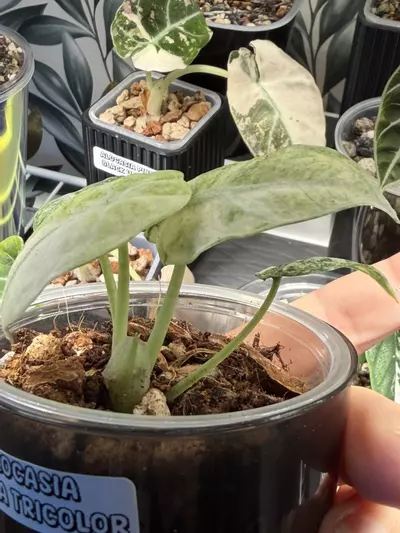 plant/Alocasia Ninja Tricolor #4-1-thumbnail