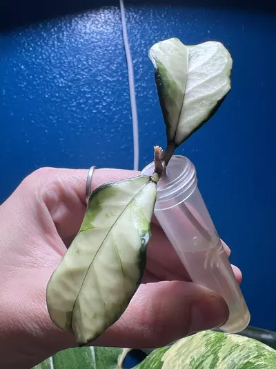 plant/Crassipetiolata Var | Rooted-0-thumbnail