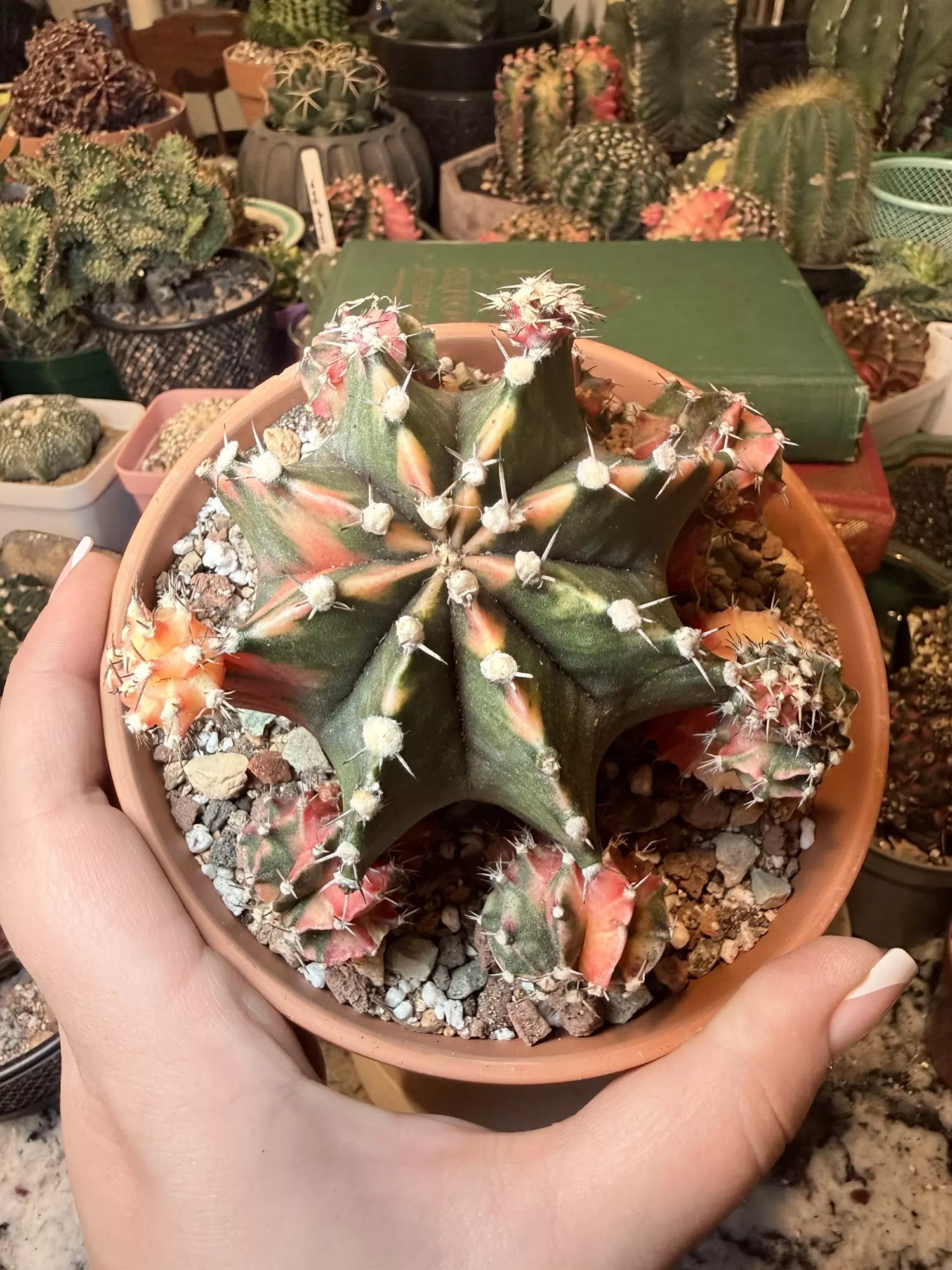 plant/Stunnnning Momma-0