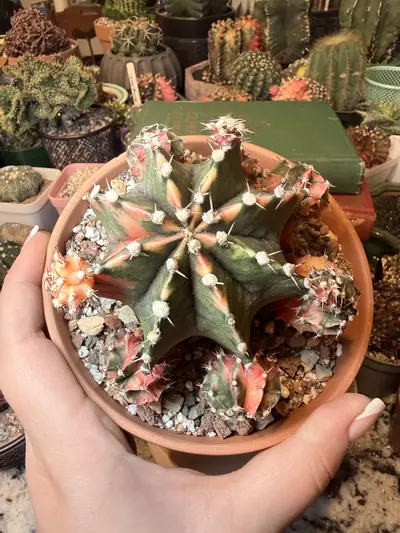 plant/Stunnnning Momma-0-thumbnail