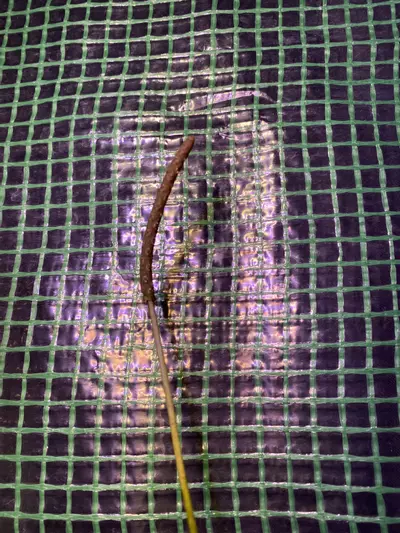 plant/Anthurium ‘Gracile’ 4.5” *flowering*-2-thumbnail