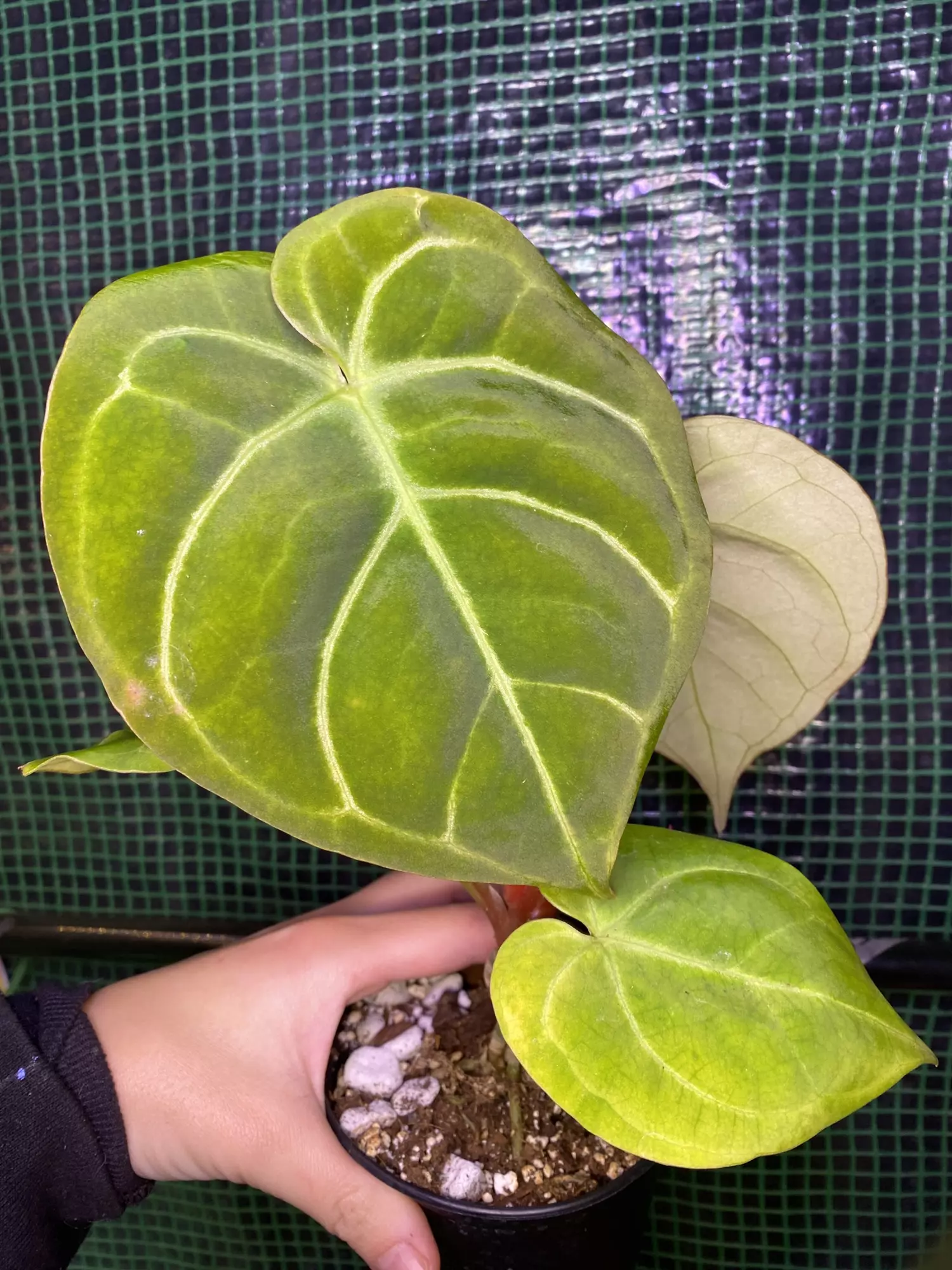 plant/Anthurium Dorayaki x Antolakii (bvep) 4.5”-1