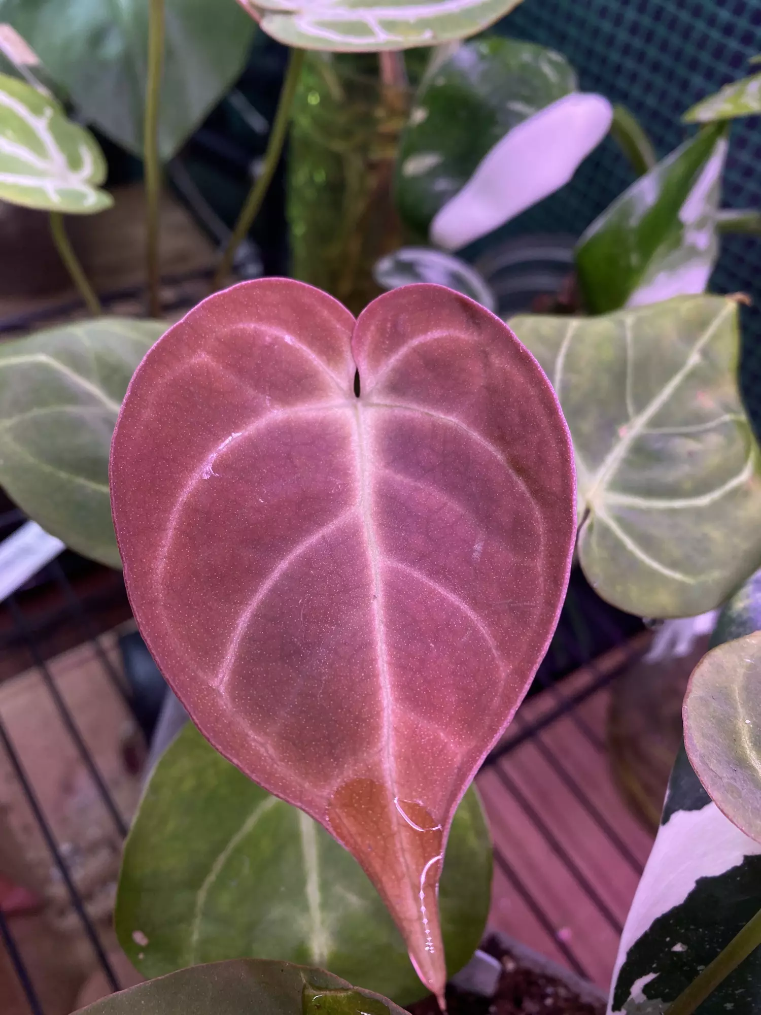 plant/Anthurium Dorayaki x Antolakii (bvep) 4.5”-3