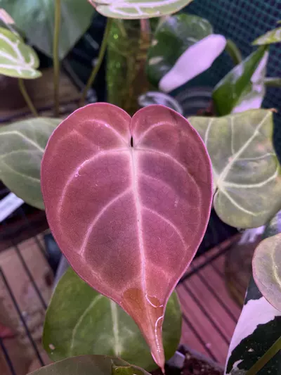 plant/Anthurium Dorayaki x Antolakii (bvep) 4.5”-3-thumbnail